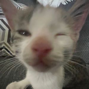 Hiii, just a girl wanting to find cute items!